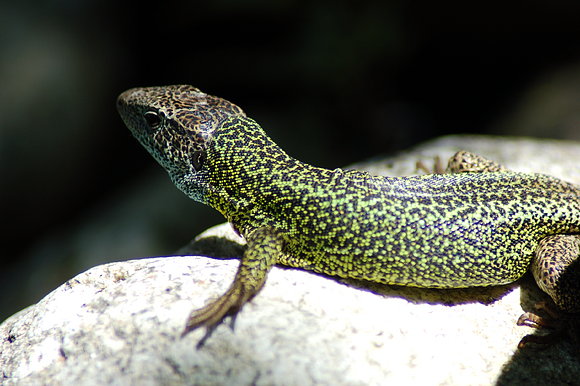 Lagarto Verde