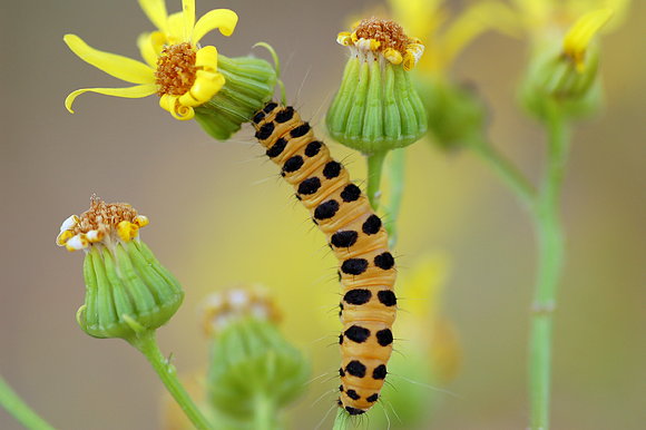 Oruga