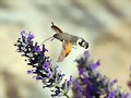 Esfinge Colibri IV
