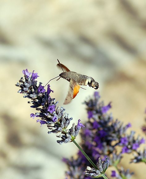 Esfinge Colibri IV