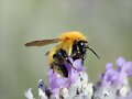 Abeja