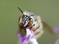 La mirada del abejorro