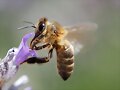 El despegue de la Abeja