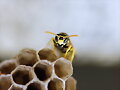 Avispa Com&uacute;n (Vespula Vulgaris)