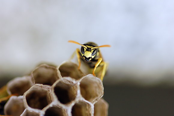 Avispa Común (Vespula Vulgaris)