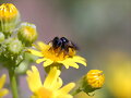 Abeja recolectando