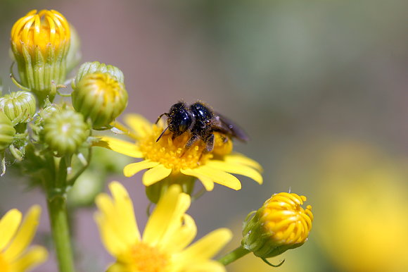 Abeja recolectando
