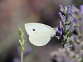 Mariposa Blanca