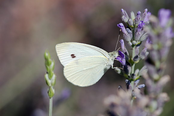 Mariposa Blanca