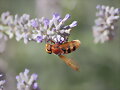 Mosca I