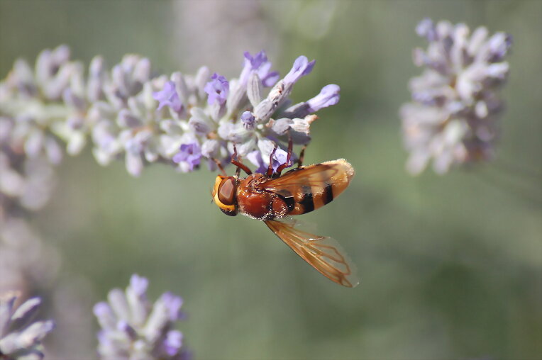 Mosca I
