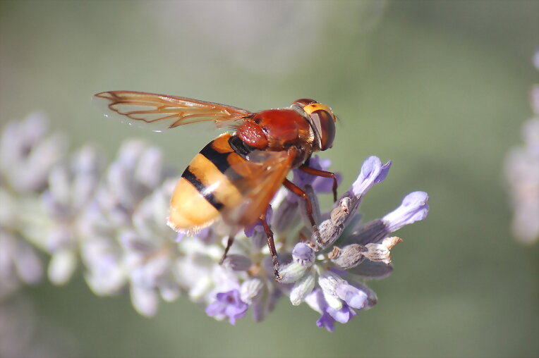 Mosca II