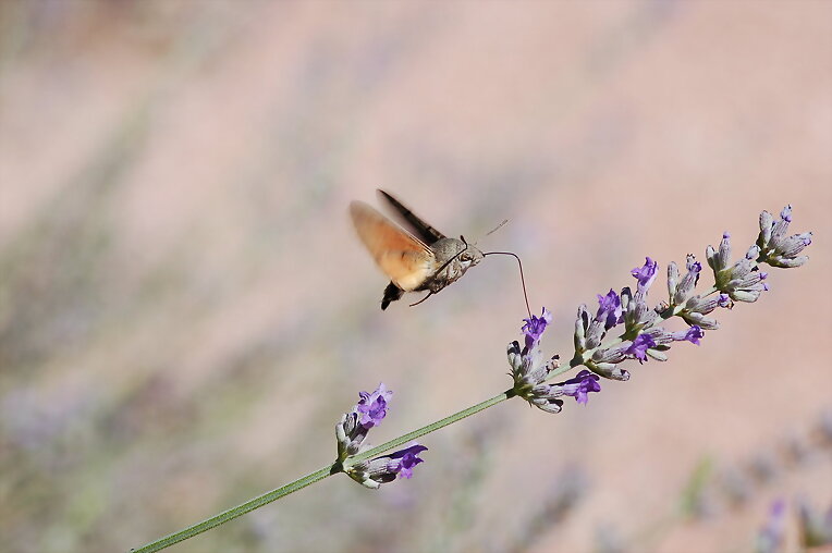 Esfinge Colibri I