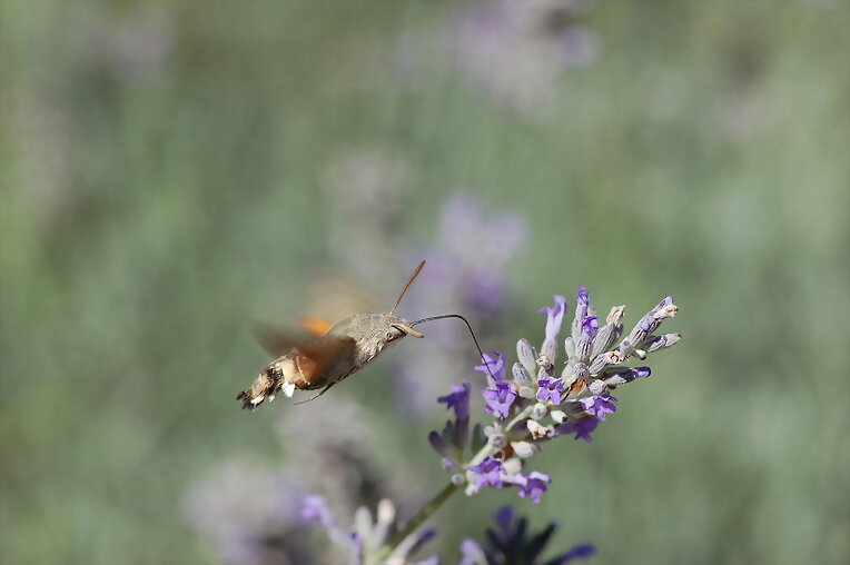 Esfinge Colibrí II