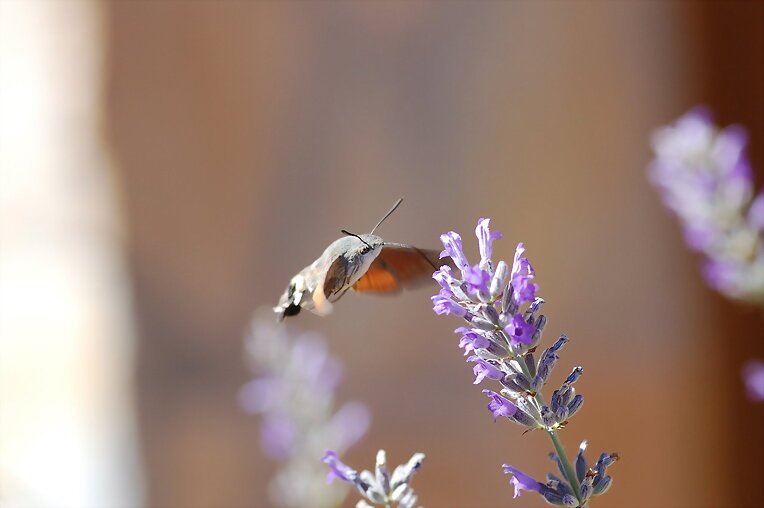 Esfinge Colibrí III