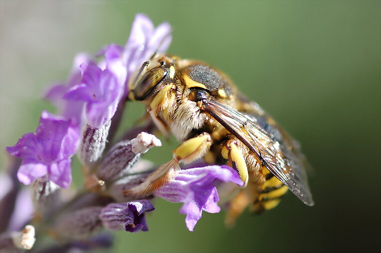 Abeja