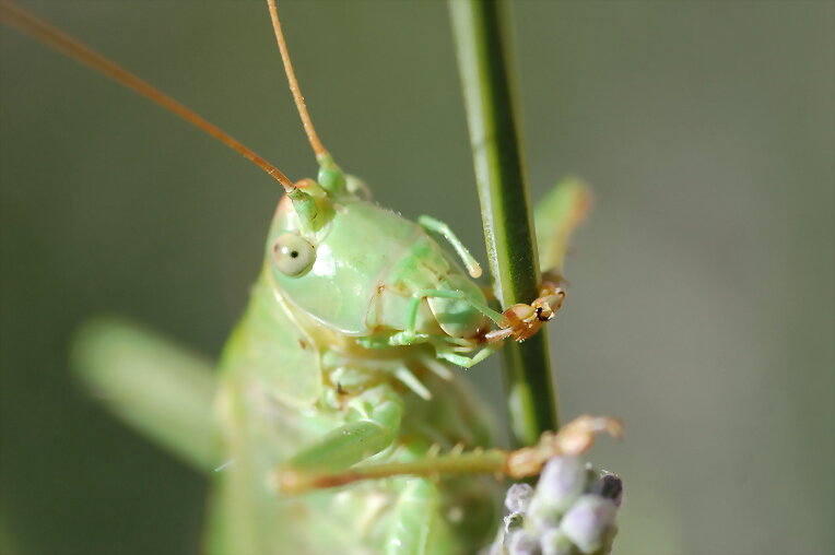 Saltamontes Verde I