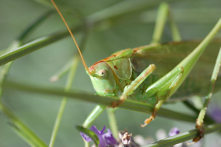 Saltamontes Verde II