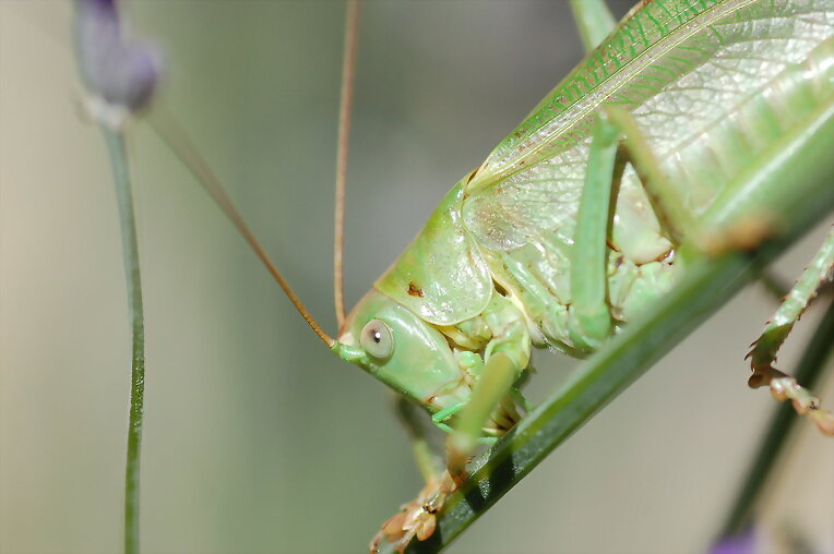 Saltamontes Verde III