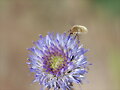 Mosca Abejorro
