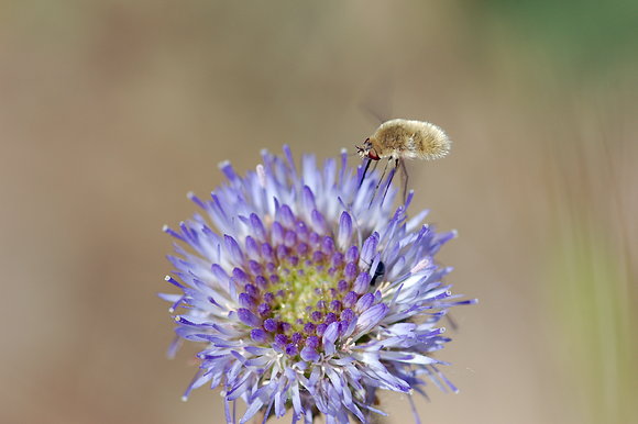 Mosca Abejorro