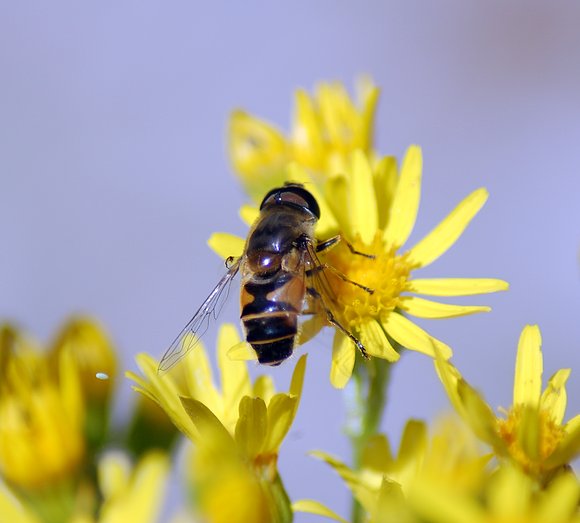 Naturaleza Viva II