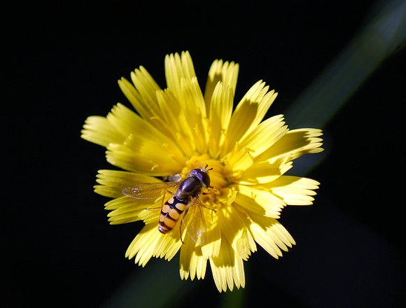 Avispita