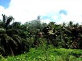Paisaje verde!
