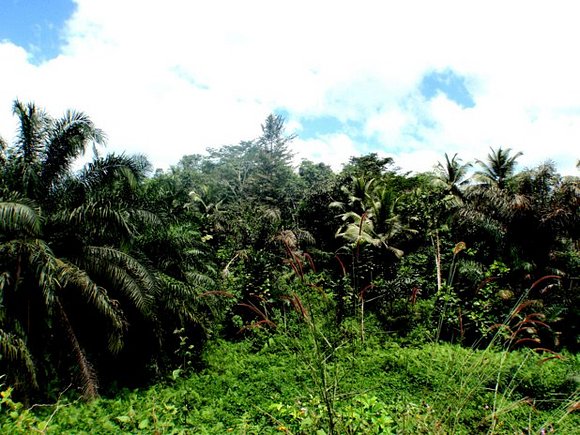 Paisaje verde!