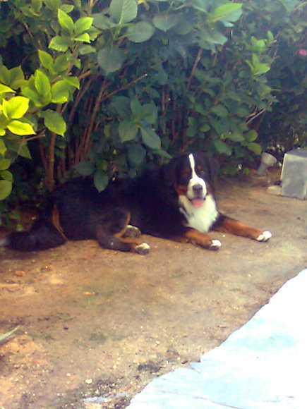 Quipu encuentra su rincon en el jardin de casa!