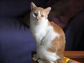 Moixet,mi mascota