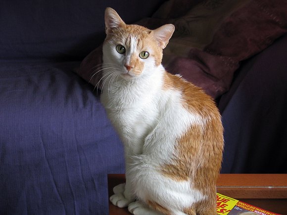 Moixet,mi mascota