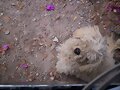 Peluche!