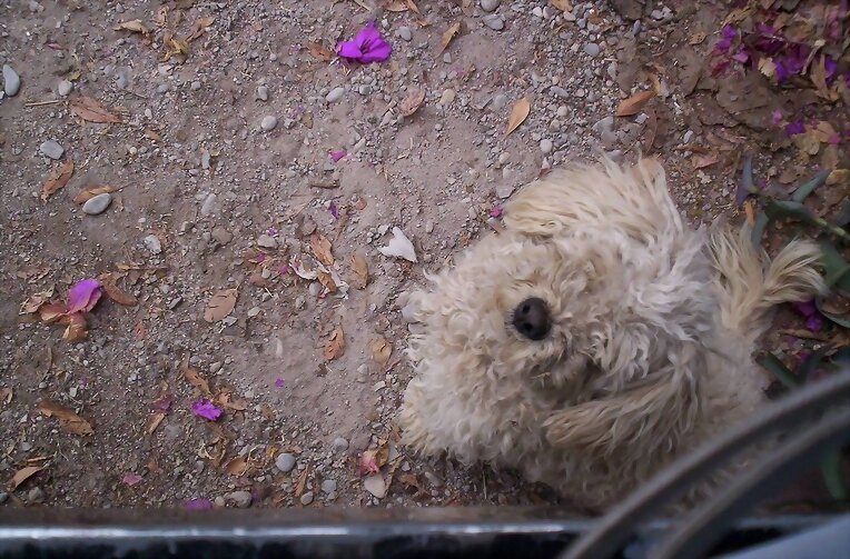 Peluche!