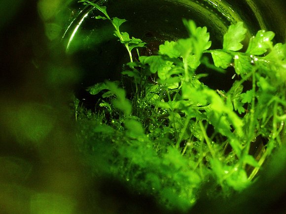 Vida Dentro de una Botella