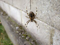 Bonita ara&ntilde;a :)