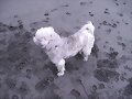 Mi perrita con la melena al viento :)