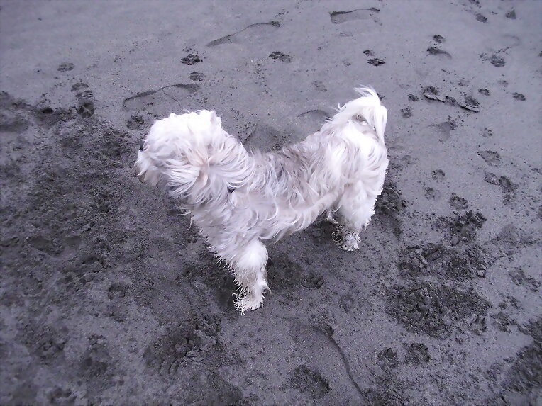 Mi perrita con la melena al viento :)