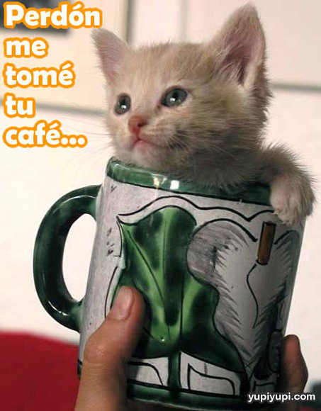 gatitto