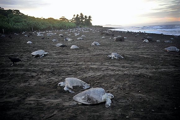 crimen contra la tortuga
