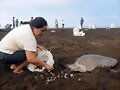 tortugas