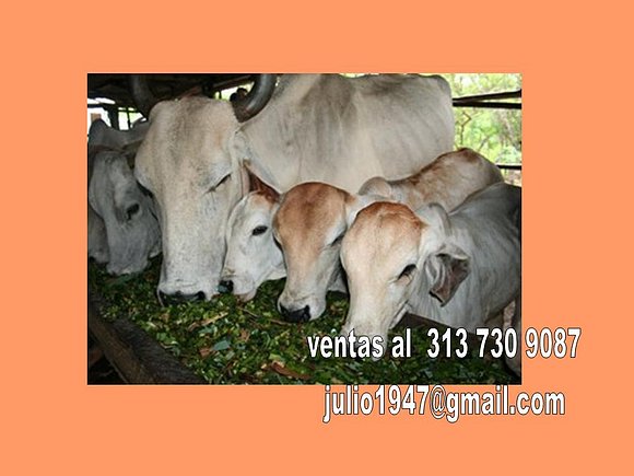 FEED LOT, PARA GANADOS ESTABULADOS COLOMBIA
