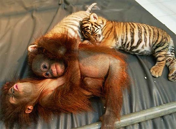 TRAFICO ANIMALES