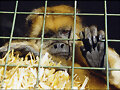 TRAFICO ANIMALES