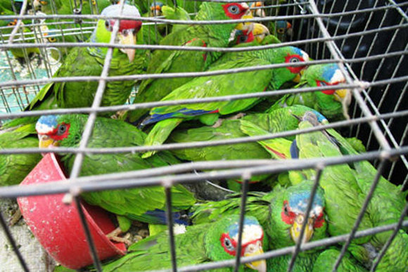 TRAFICO ANIMALES