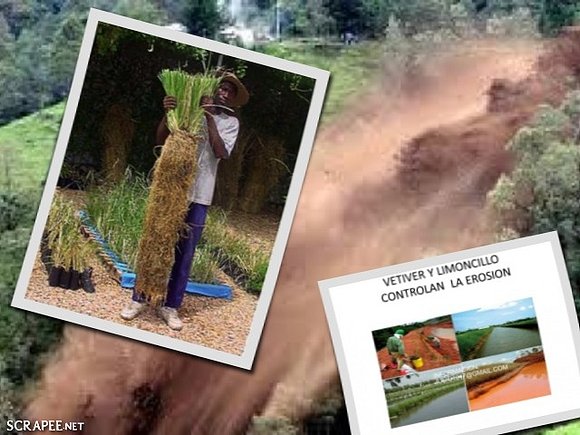 VETIVER CONTROLA EROSION