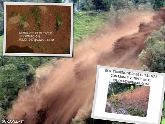 VETIVER CONTROLA EROSION