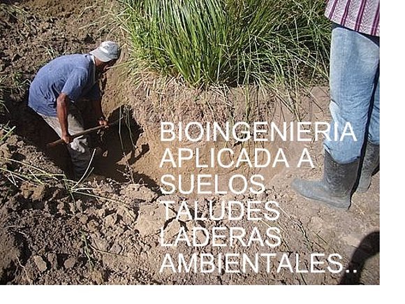 PROTECCION CON TECNICA VETIVER