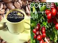 cafe, colombia la tierra