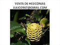 flores tropicales, heliconias